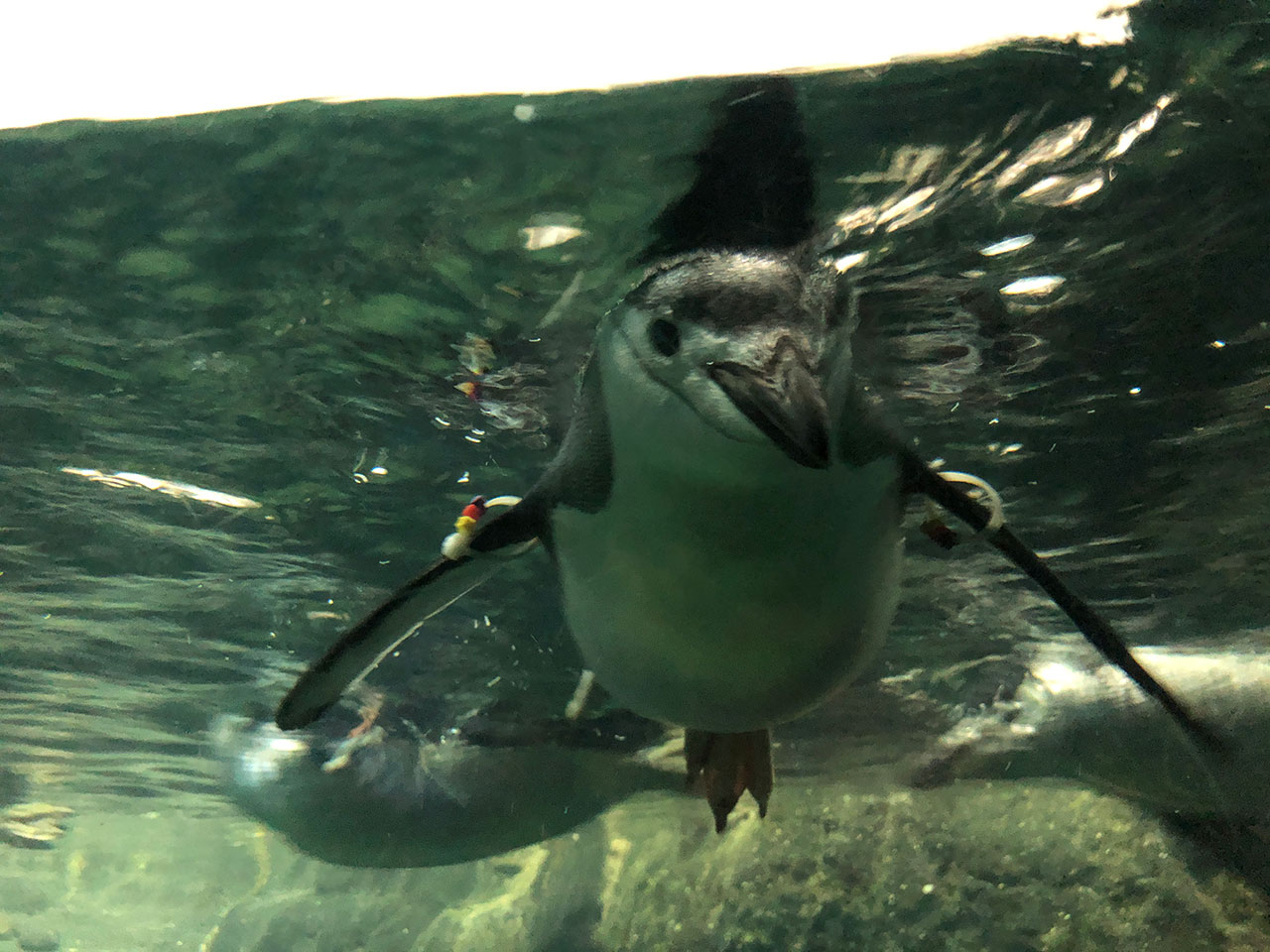 Visitar el zoológico de Central Park en Nueva York : una guía para turistas
